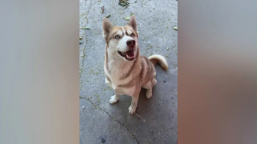 Dog news