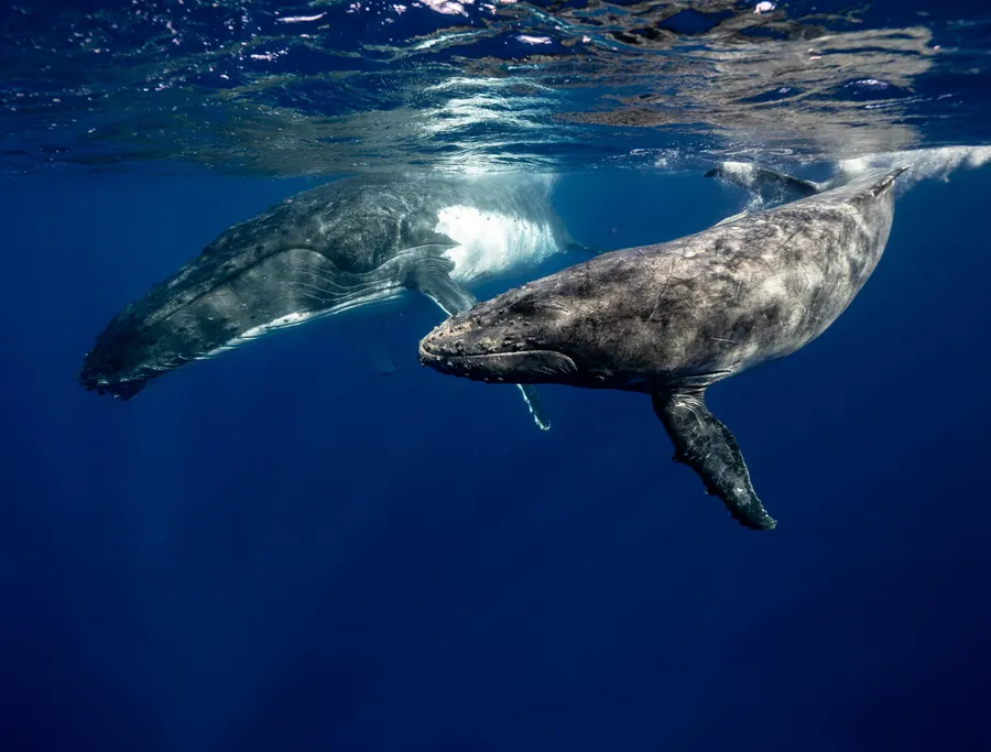 Weeping whales: Stillborn humpback whale grieving documented