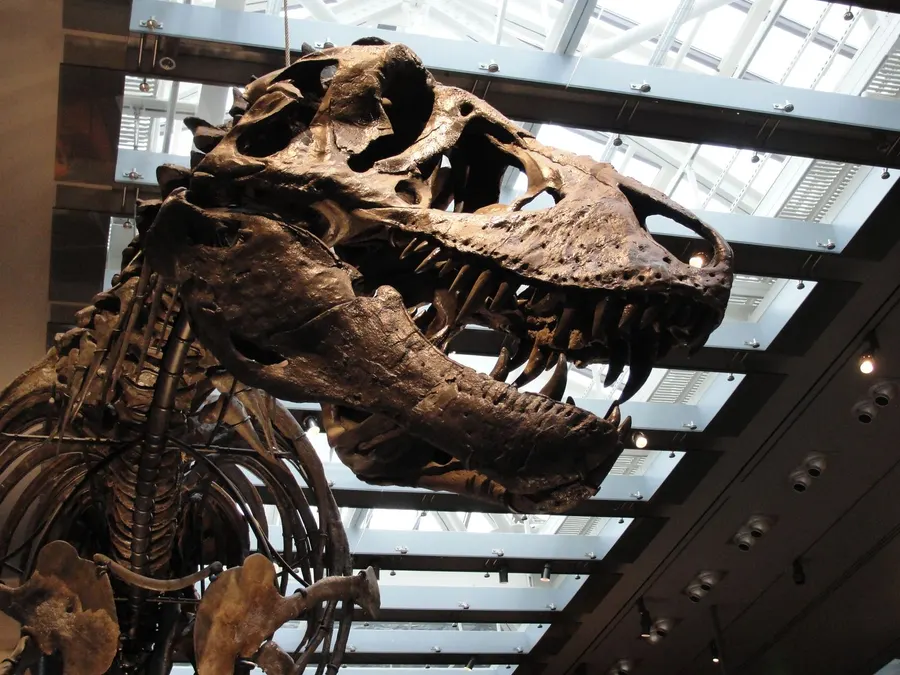 t rex
