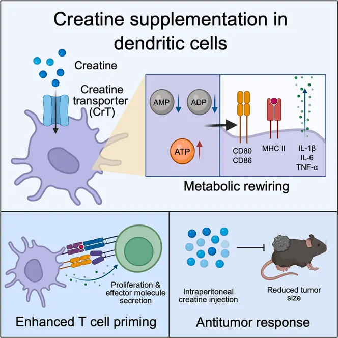 Creatine uptake enhances antitumor immunity