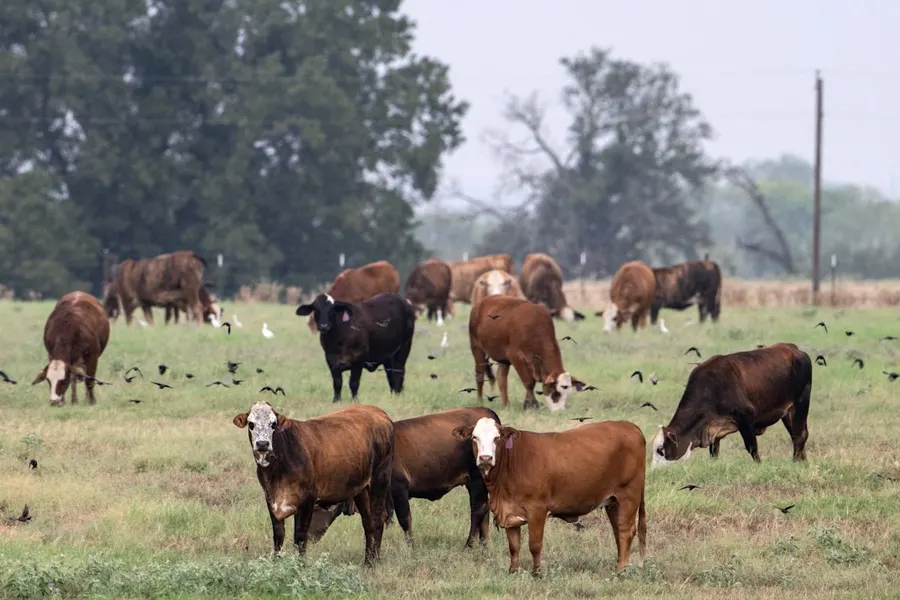 Cattle groups protest ICE raids