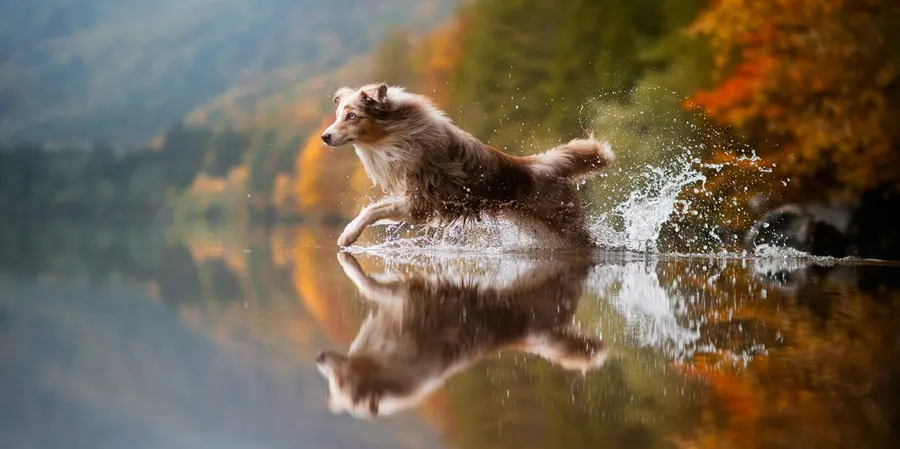 Dog Photography Awards 2026 names Katie Brockman photographer of the year