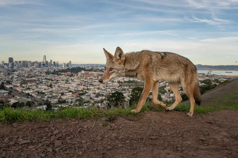wildlife photography