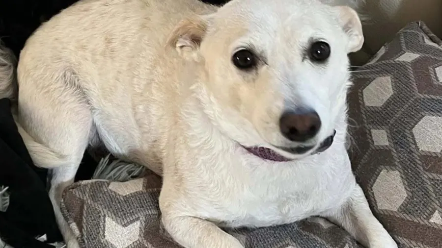 Lost dog found safe after month in Yellowstone