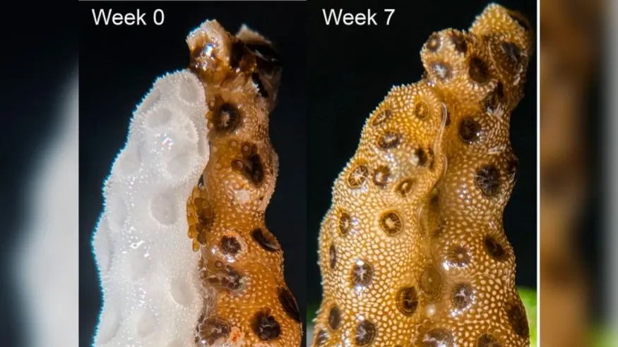 Bleached corals recover when touching healthy neighbor