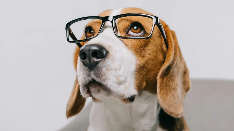 Dogs match humans on bouba/kiki sound-shape effect