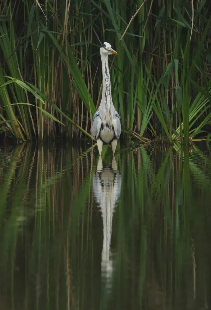 Bird of the Day reflection theme