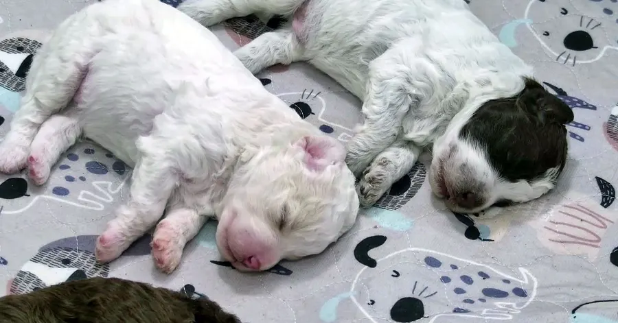 Finnish broadcaster Yle's 24-hour puppy livestream draws millions of viewers