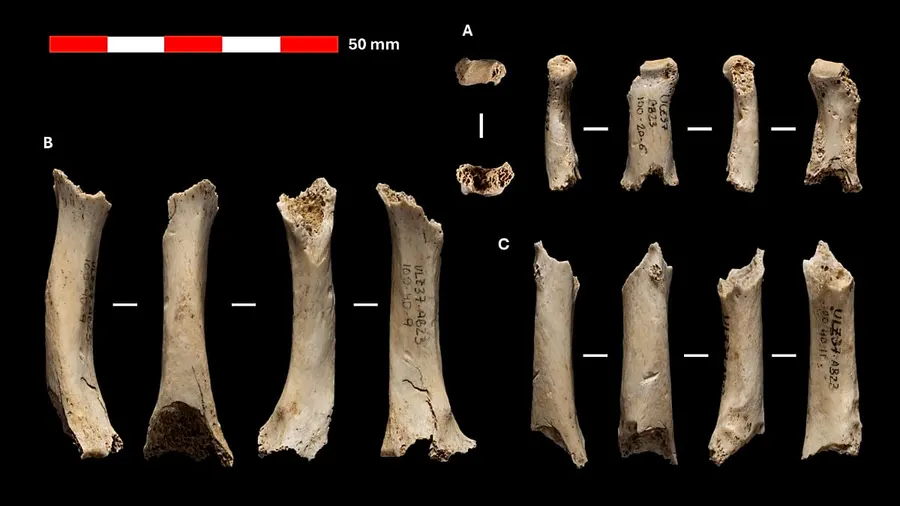 What happened to the Neanderthals?