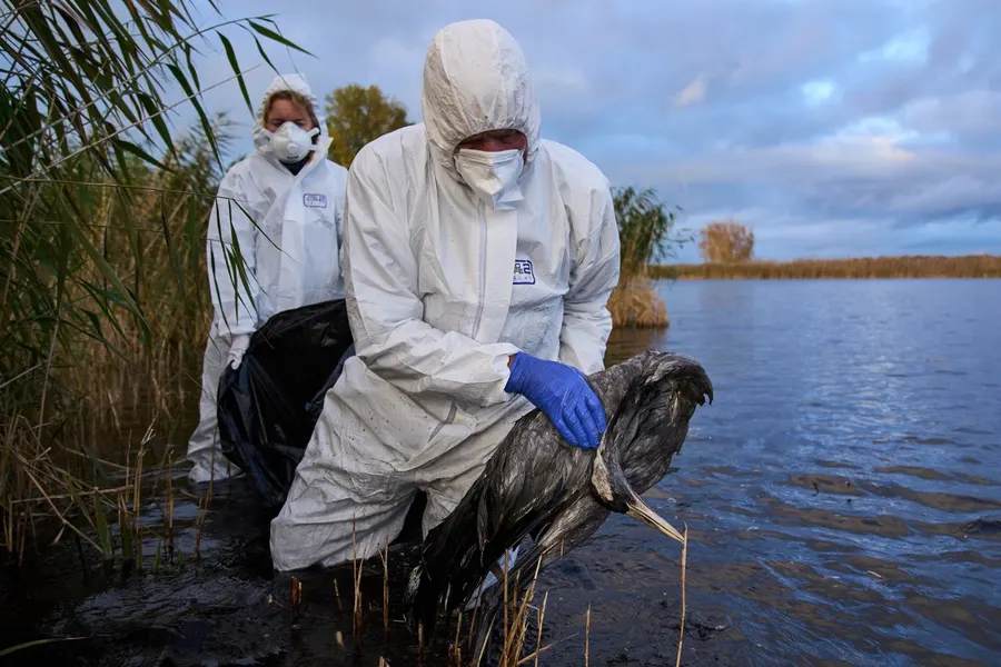 Bird flu kills 80% of Utah mink herd; nearly 1 million Illinois chickens culled
