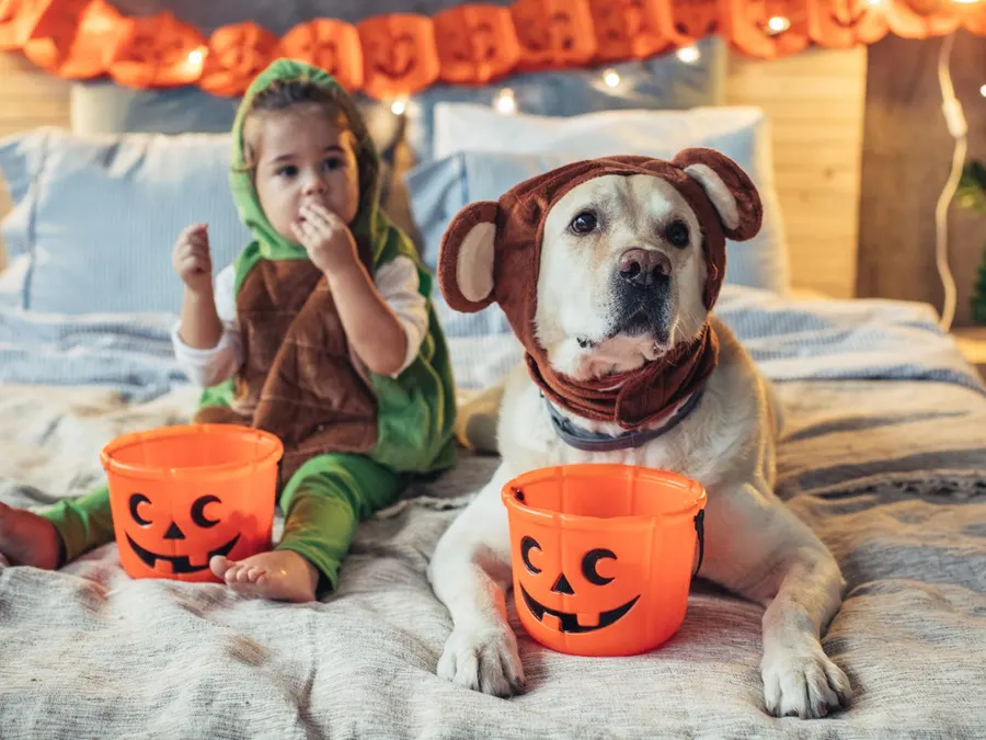 Trick-or-treating traces to Celtic Samhain and Scottish guising
