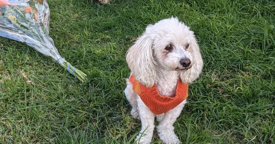 Day of the Dead for pets